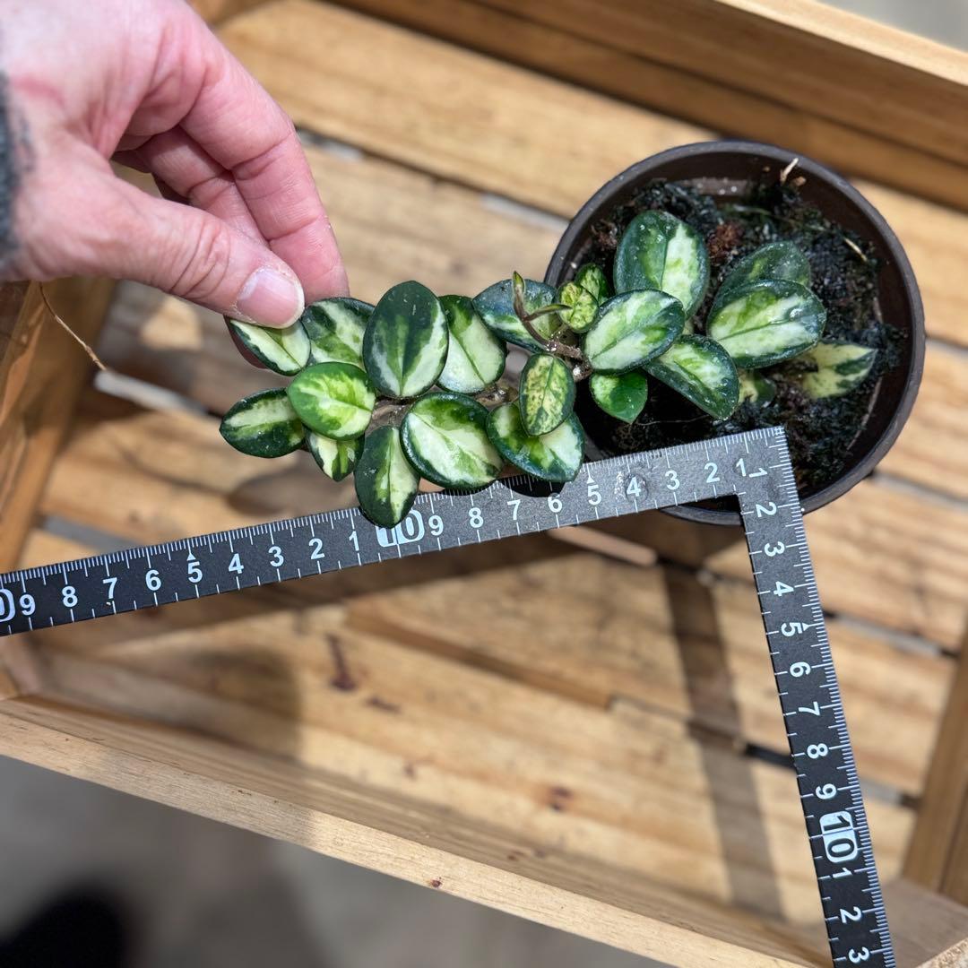 10 ホヤ マチルダ 内斑入り 成長点複数