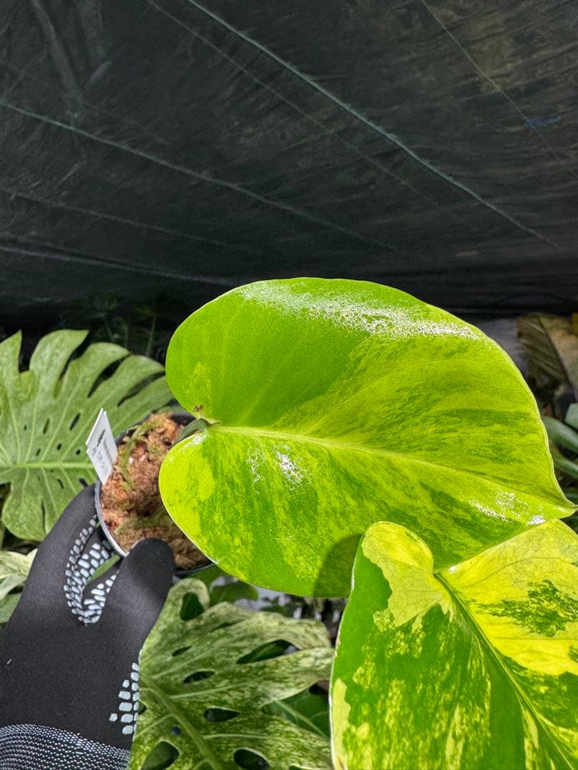 Mr5モンステラ イエローマリリン 黄斑入り