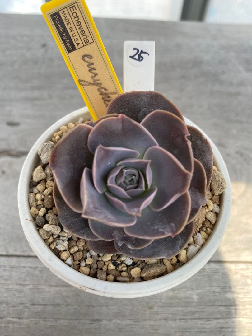 ⑦希少種eurychlamys エリキュラミスカリフォルニア輸入