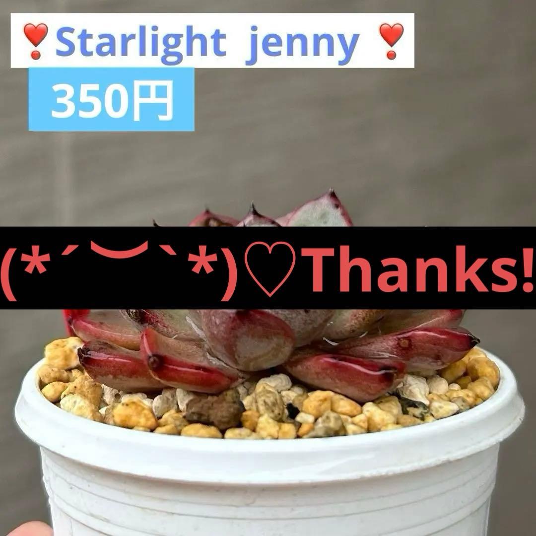 ❣️美苗♡スターライトジェニー❣️現品 エケベリア 寄せ植え 多肉弁当 多肉植物 ❣️美苗♡スターライトジェニー❣️現品 エケベリア 寄せ植え 多肉