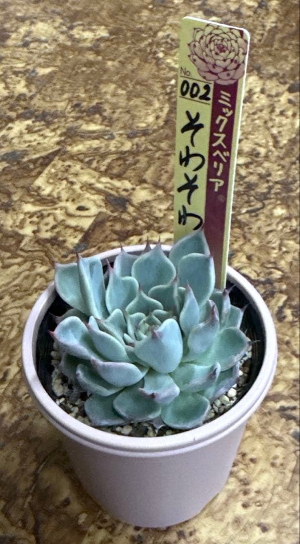 Top【選抜株】多肉植物 23567カーニバル 10個 鉢無し/脱土