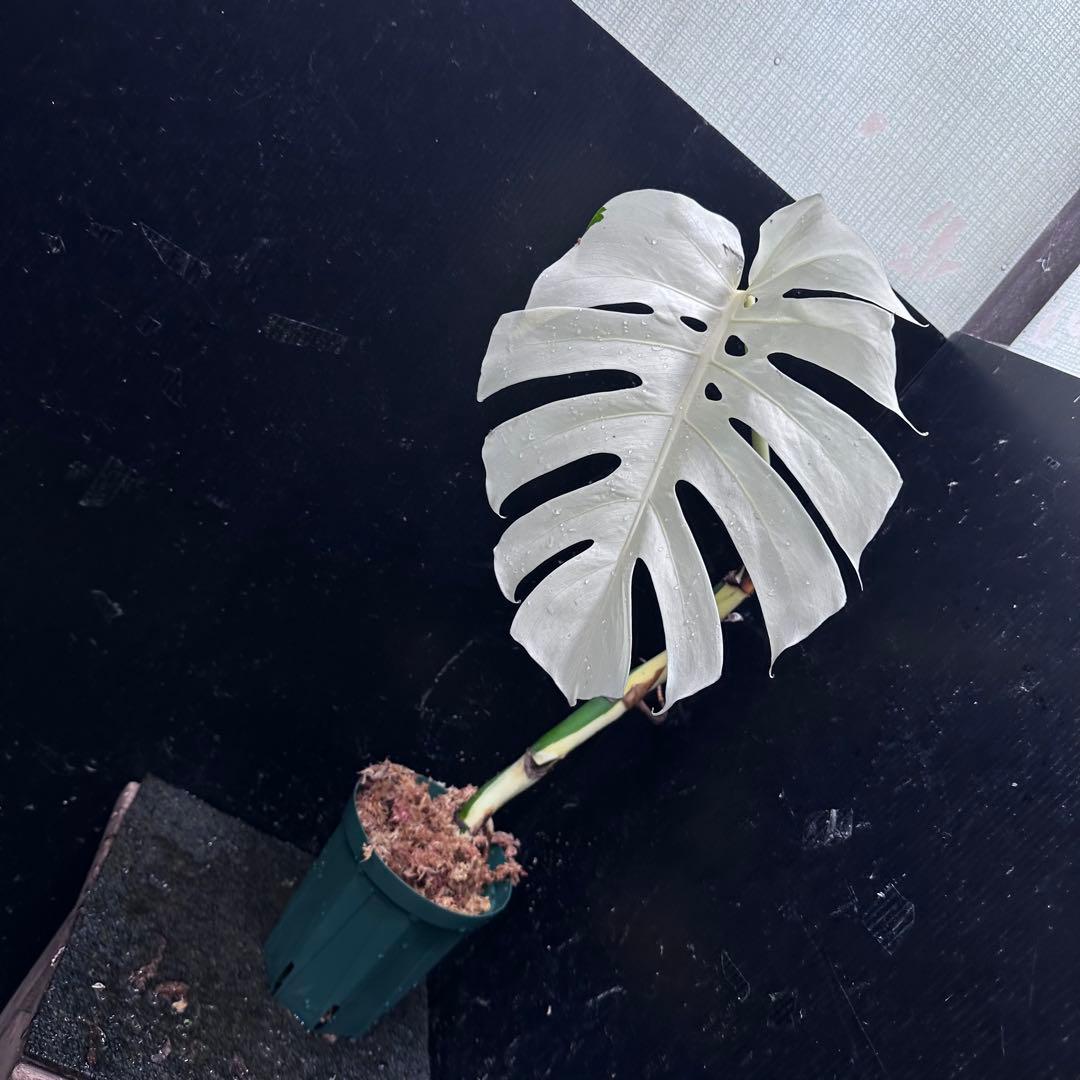 リ*ー様 斑入りモンステラ極上ホワイトタイガーフルムーン4号鉢植え発