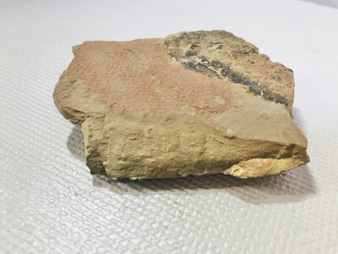 超稀少謎個体 Chancelloria 化石 カンセロリア 澄江動物群