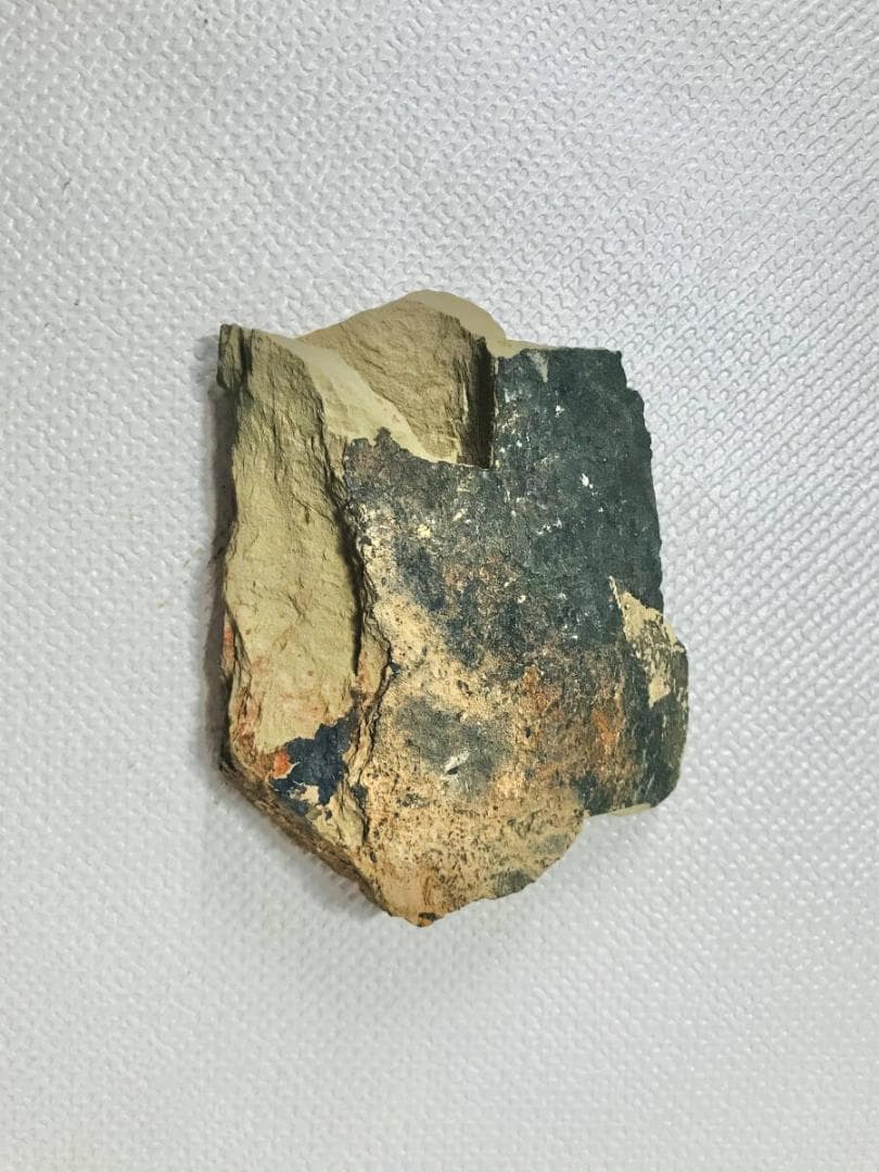 超稀少謎個体 Chancelloria 化石 カンセロリア 澄江動物群