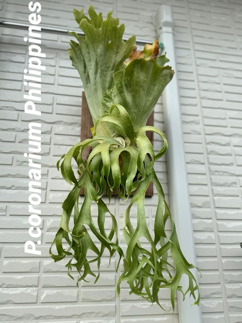 ◇ビカクシダ◇ コロナリウムフィリピネス(大株) - メルカリ