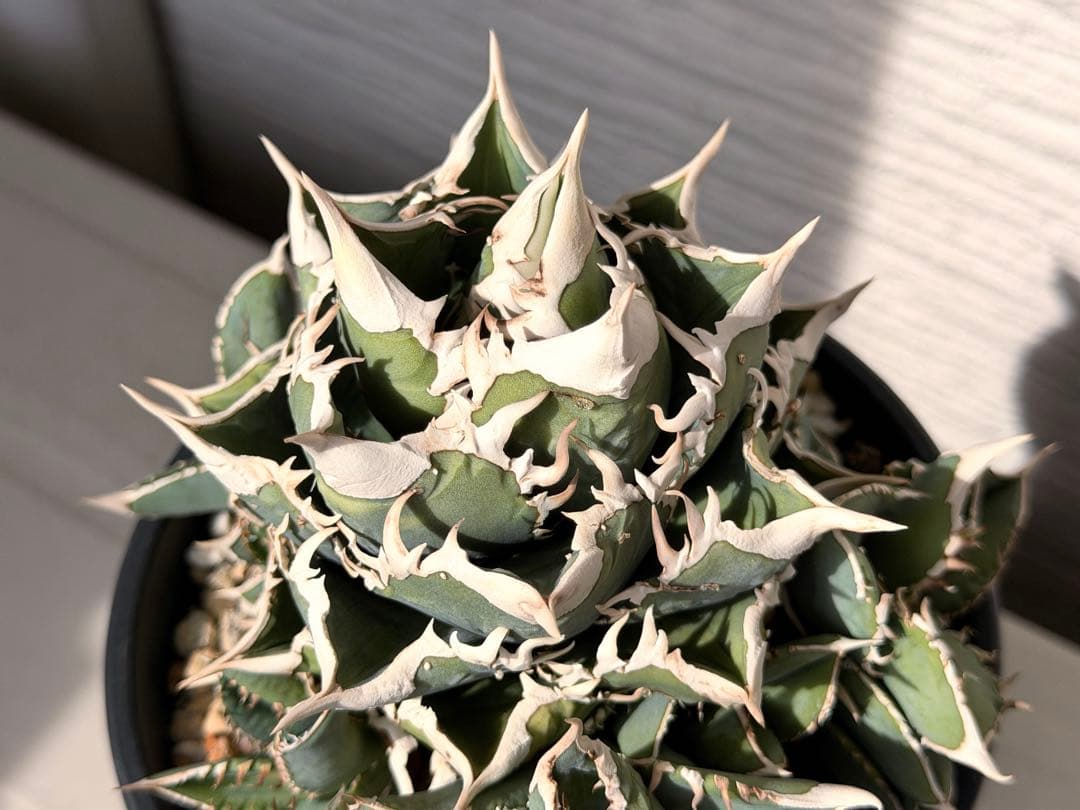 【にゃんこす様専】lize産　大白鯊ホホジロザメ群生子株10株付き　鉢ごと にゃんこす様専】lize産 大白鯊ホホジロザメ群生子株10株付き 鉢ごと