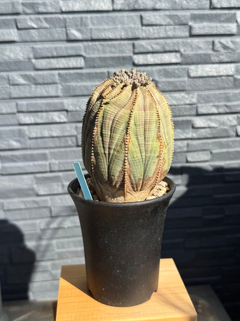 ☆美模様☆ユーフォルビア　オベサ　obesa 7.6cm　ホリダ　オス
