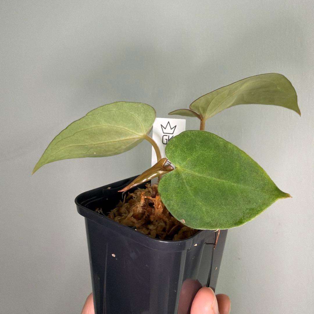 Anthurium 'Mint King' アンスリウムミントキング 4