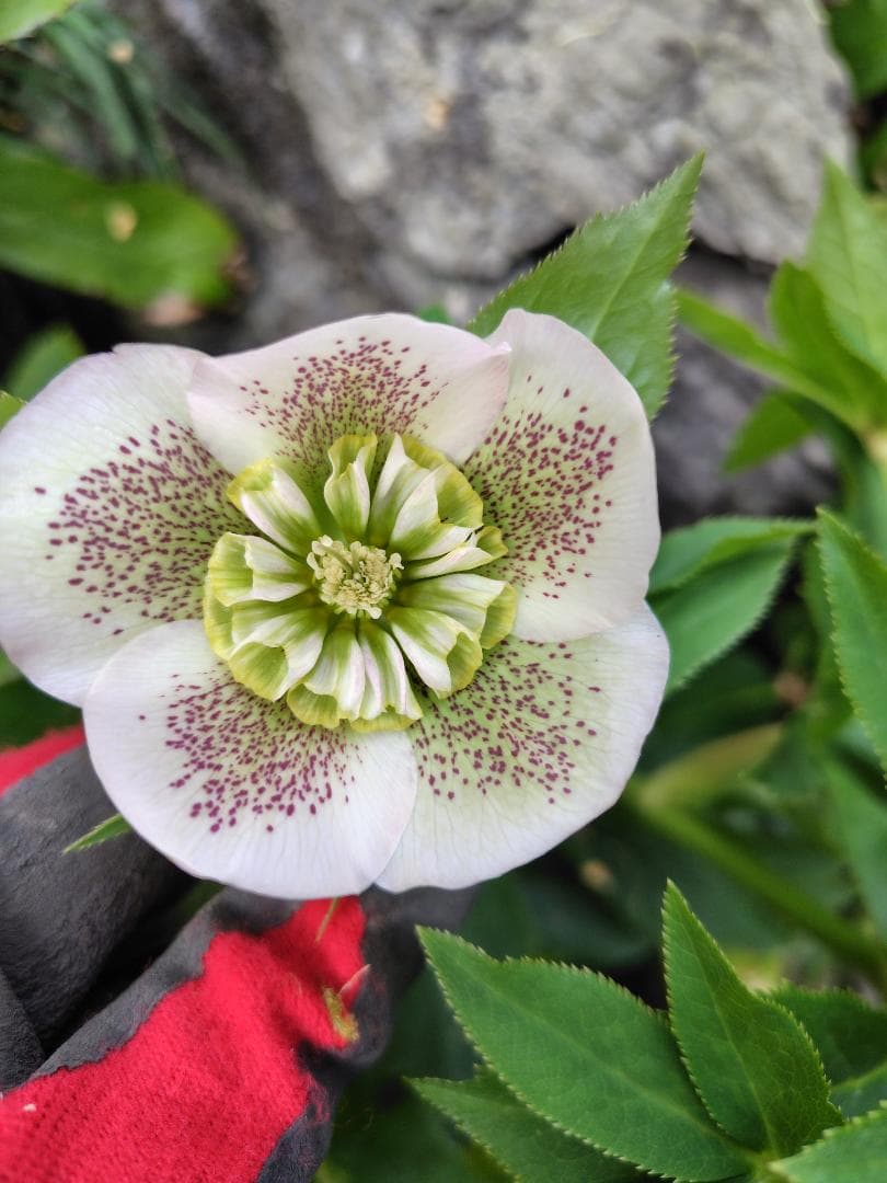 クリスマスローズ 実生苗5本 - メルカリ