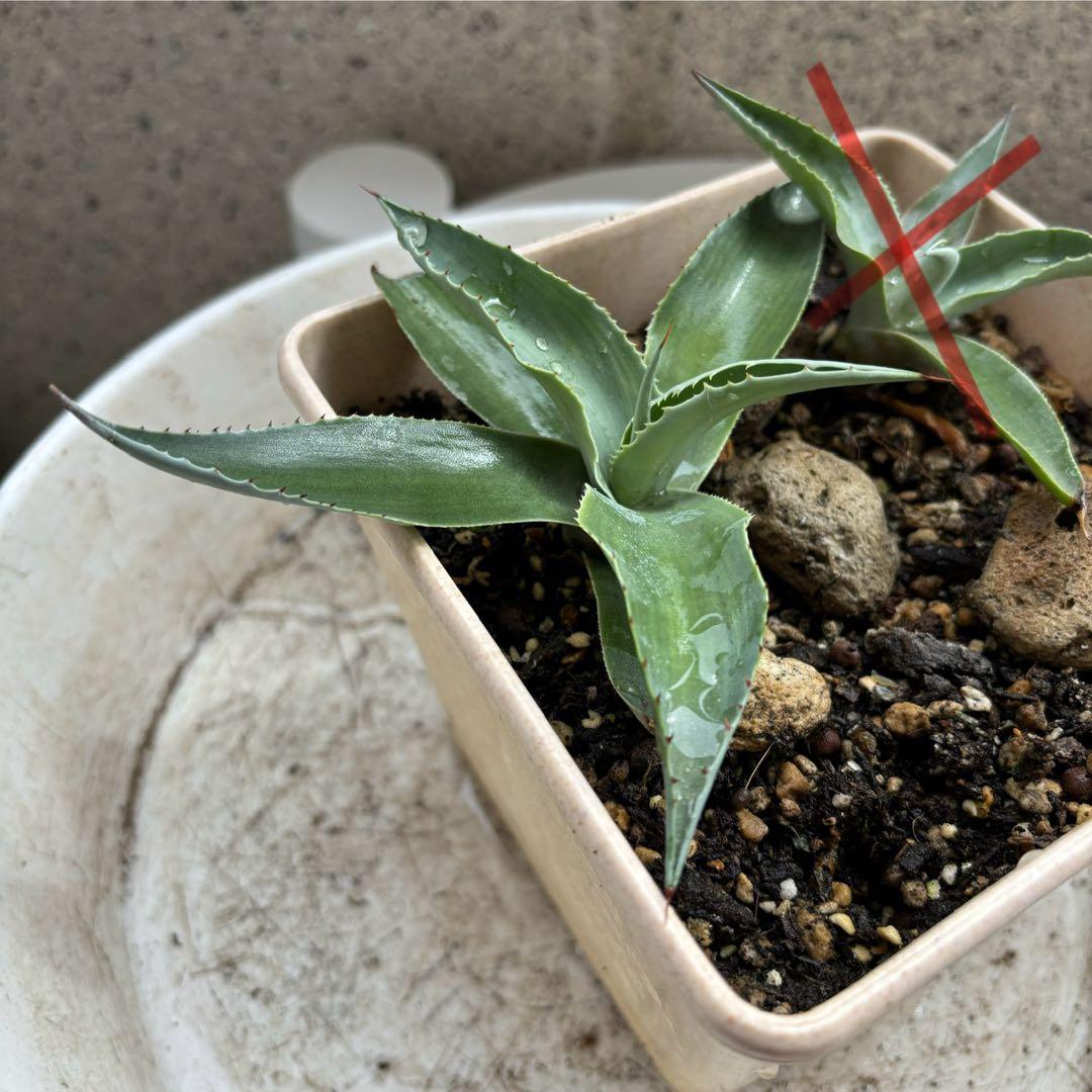 アガベ オバティフォリア バンジー 耐寒性あり カキコ1点 - メルカリ