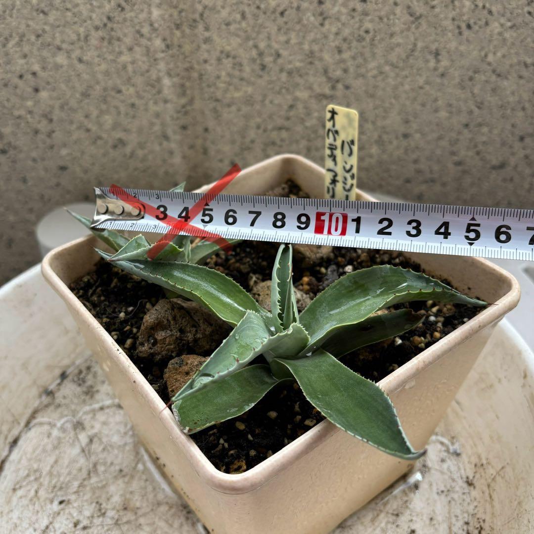アガベ オバティフォリア バンジー 耐寒性あり カキコ1点 - メルカリ