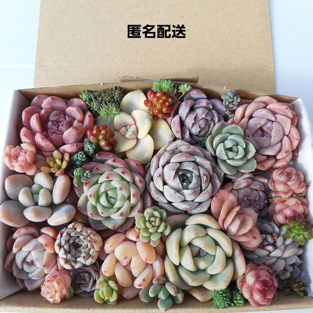 多肉植物 カット苗 詰め合わせ 【14】 - メルカリ