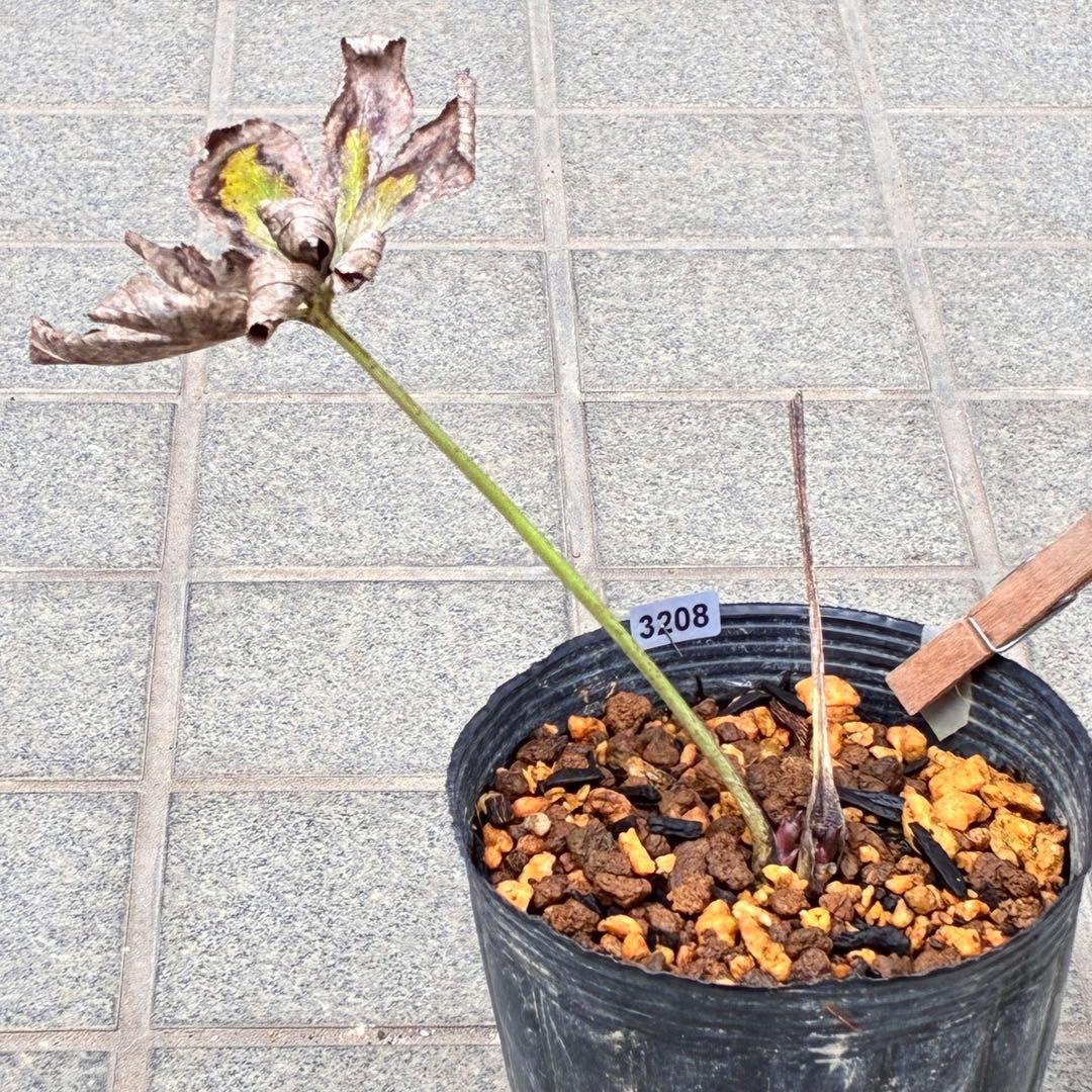 オ*ン様 ❤️根充実❤️沢山新芽❤️3208⭐️SD⭐️幻想的⭐️purpura