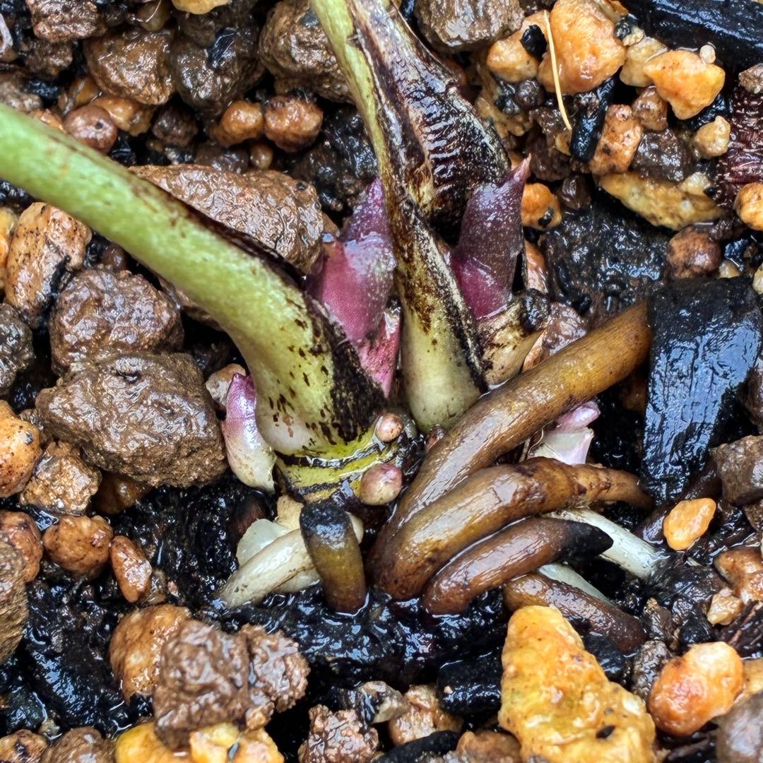 オ*ン様 ❤️根充実❤️沢山新芽❤️3208⭐️SD⭐️幻想的⭐️purpura