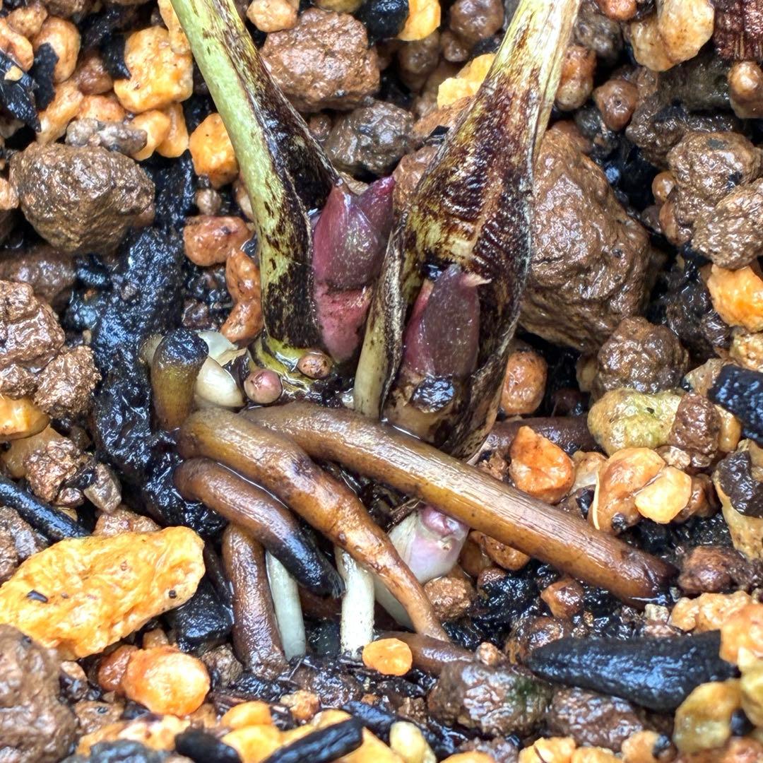 オ*ン様 ❤️根充実❤️沢山新芽❤️3208⭐️SD⭐️幻想的⭐️purpura