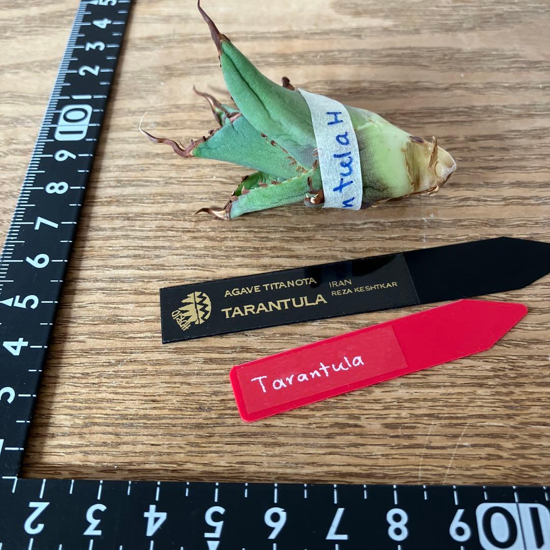 初売り】⑦REZA産 イラン株 アガベ TARANTULA