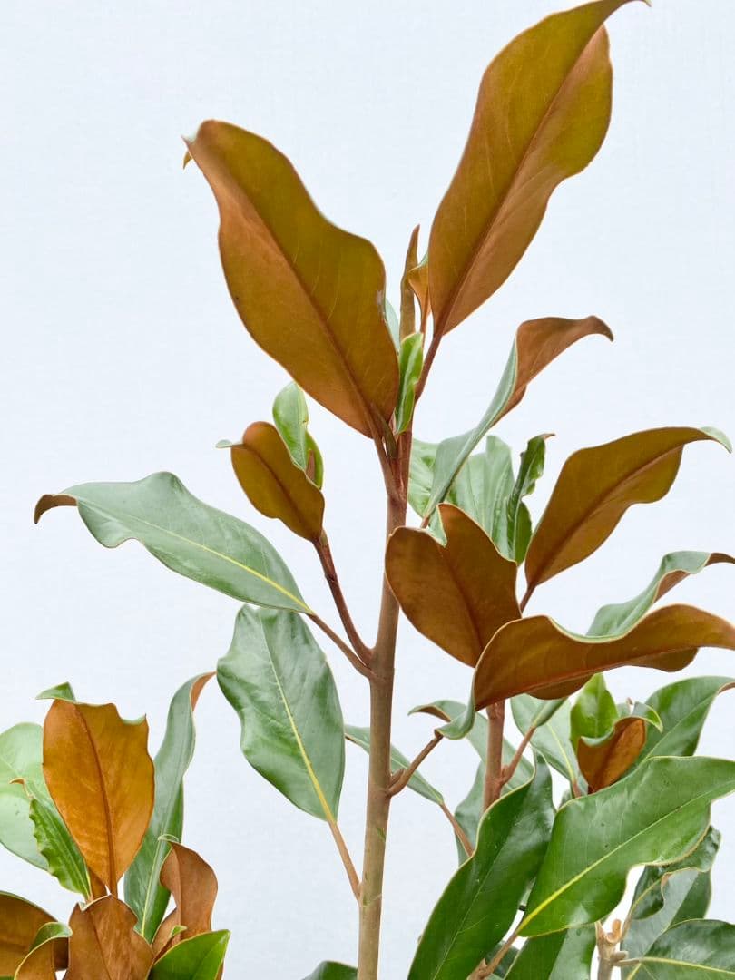 タイサンボク ケイパレス/903