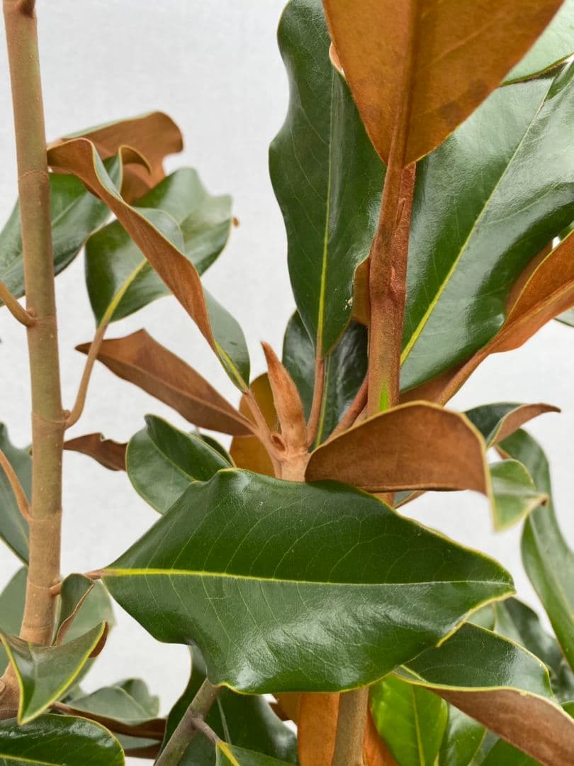 タイサンボク ケイパレス/903