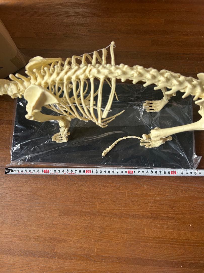 未使用】 Elanco 犬の全身骨格模型【最終値下げ】 - メルカリ