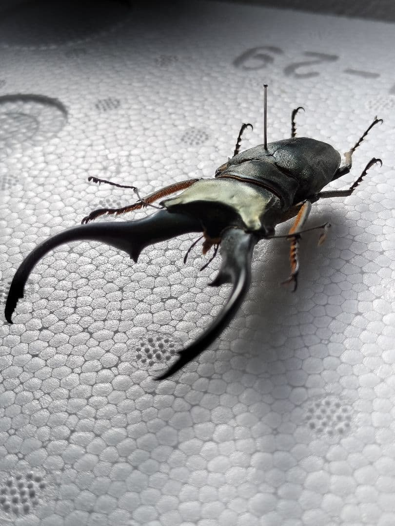 特大モンギローニホソアカクワガタ標本（超貴重） - メルカリ