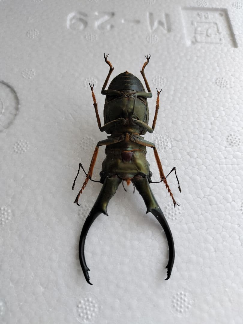 特大モンギローニホソアカクワガタ標本（超貴重） - メルカリ