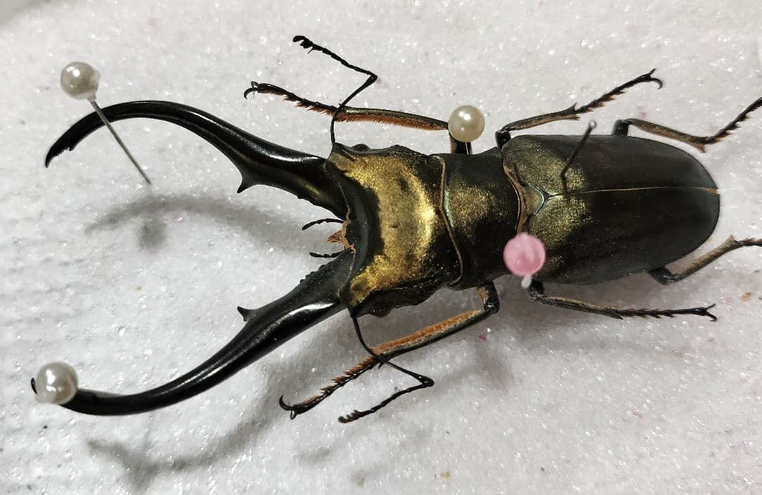 特大モンギローニホソアカクワガタ標本（超貴重） - メルカリ
