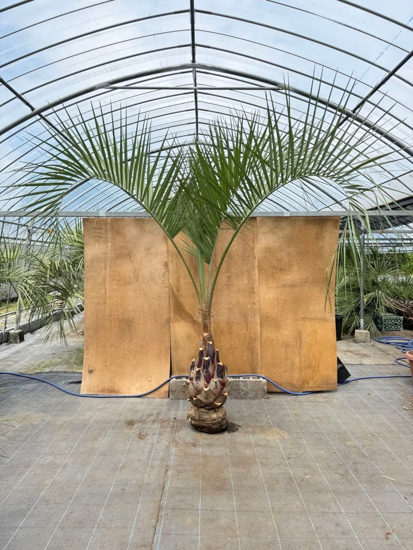 ココスヤシシルバーリーフ【極太】葉先270cm幹回り110cm 幹高60cm お庭がリゾートに🌴ココスヤシ【幹太60cm／葉先160cm】シルバーリーフ
