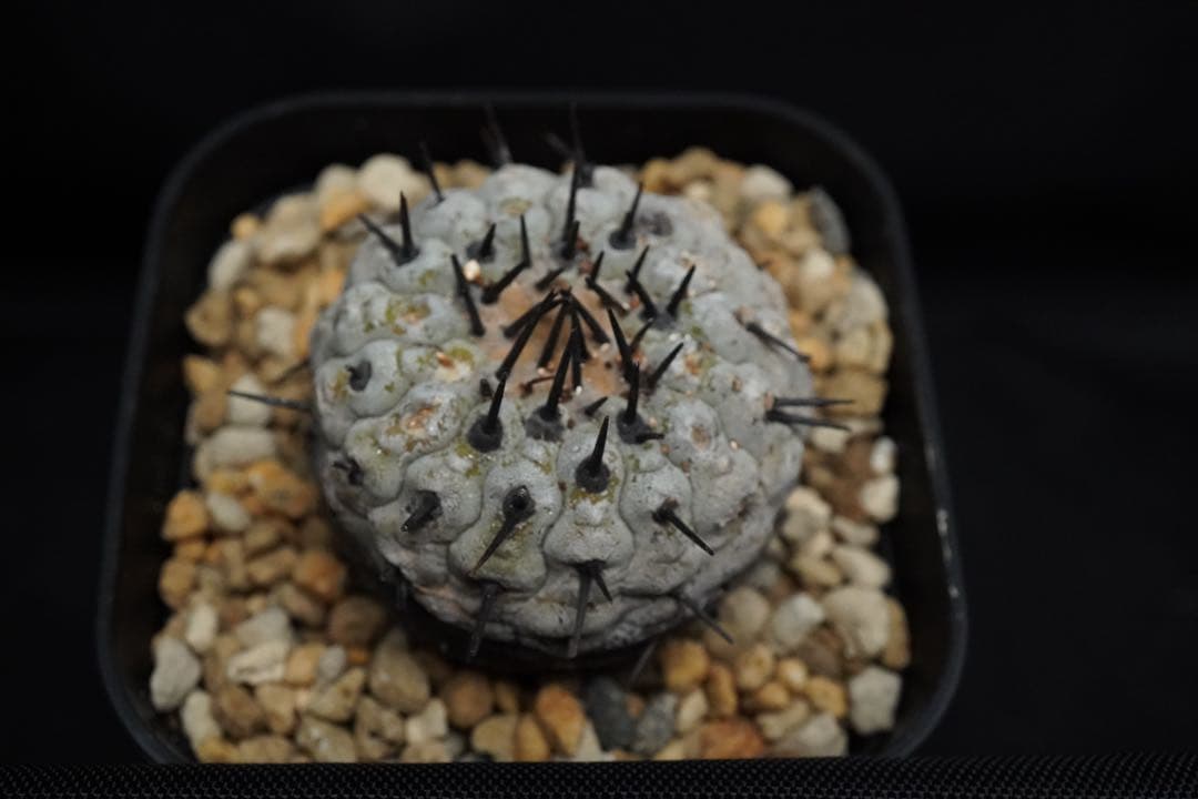 5 発根済み 孤竜丸 コピアポア シネレア コルムナアルバ copiapoa Copiapoa cinerea var. columna-alba【コピアポア・孤竜丸】 | RIMO'S