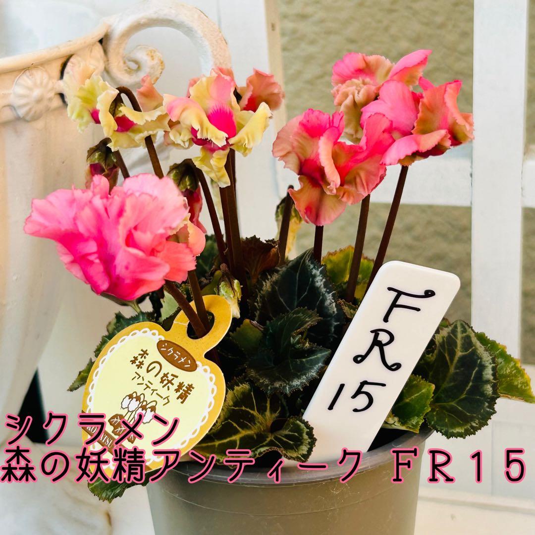 FR15♥ガーデンシクラメン 森の妖精アンティーク♥超希少♥花苗