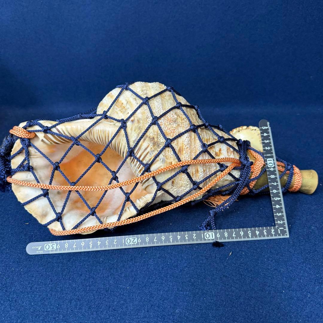 特大 ホラ貝 法螺貝 螺貝 ラッパ 雅楽 和楽器 古玩 旧家 蔵出 骨董品の