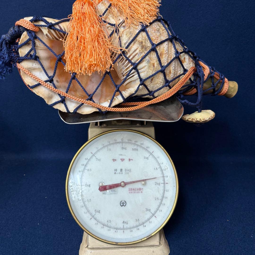 特大 ホラ貝 法螺貝 螺貝 ラッパ 雅楽 和楽器 古玩 旧家 蔵出 骨董品の