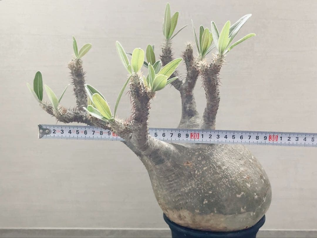 《期間限定販売❗️》『パキポディウム グラキリス』　極美大株　現地球　発根済