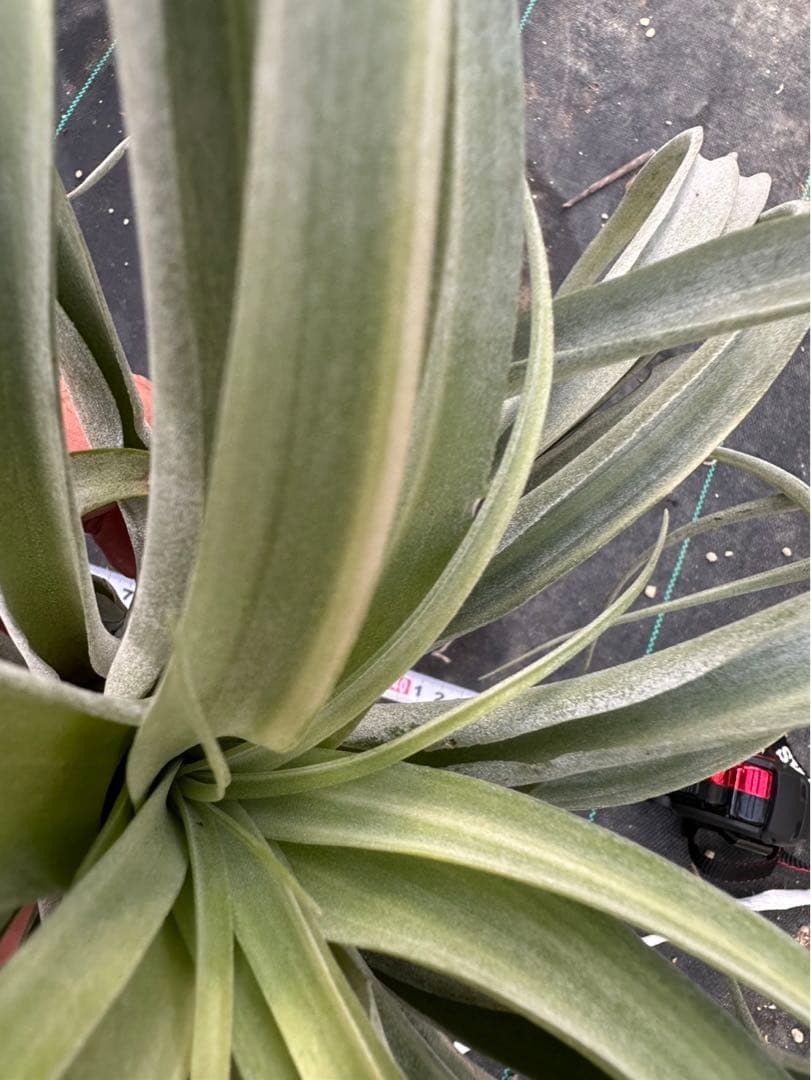 Tillandsia ‘Deborah Ann’（デボラアン）