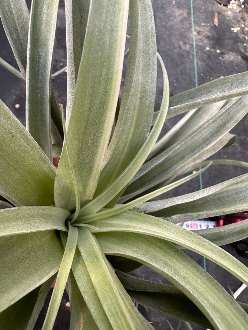 Tillandsia ‘Deborah Ann’（デボラアン）