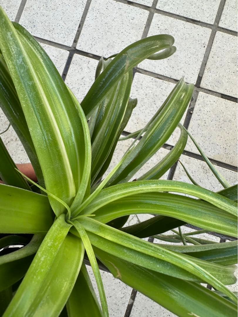 Tillandsia ‘Deborah Ann’（デボラアン）