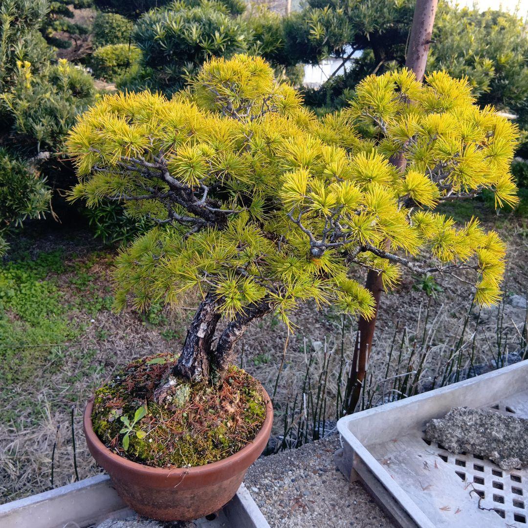 五葉松（かなり年数持ち込み古い）