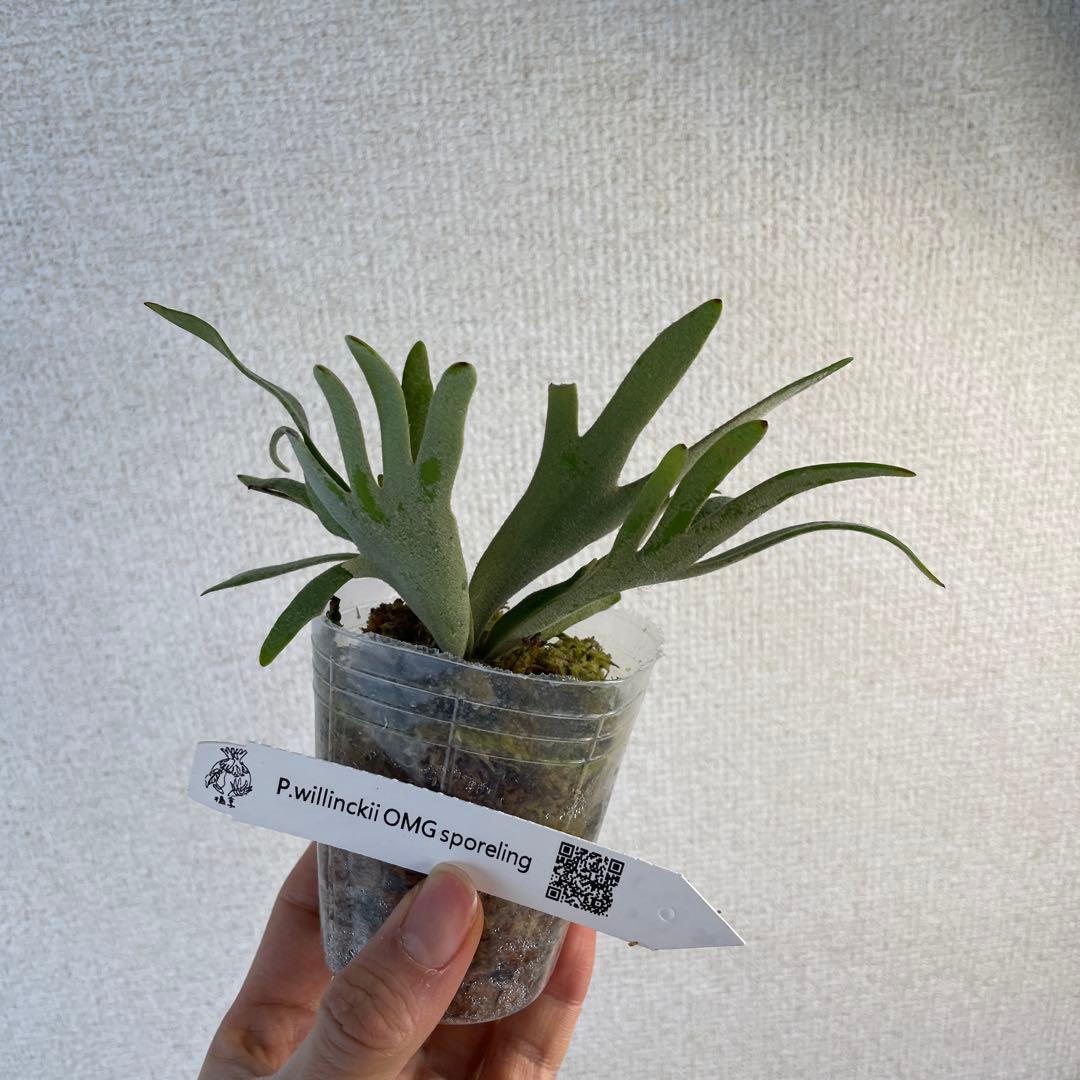 P.Willinckii 'OMG' spore - メルカリ