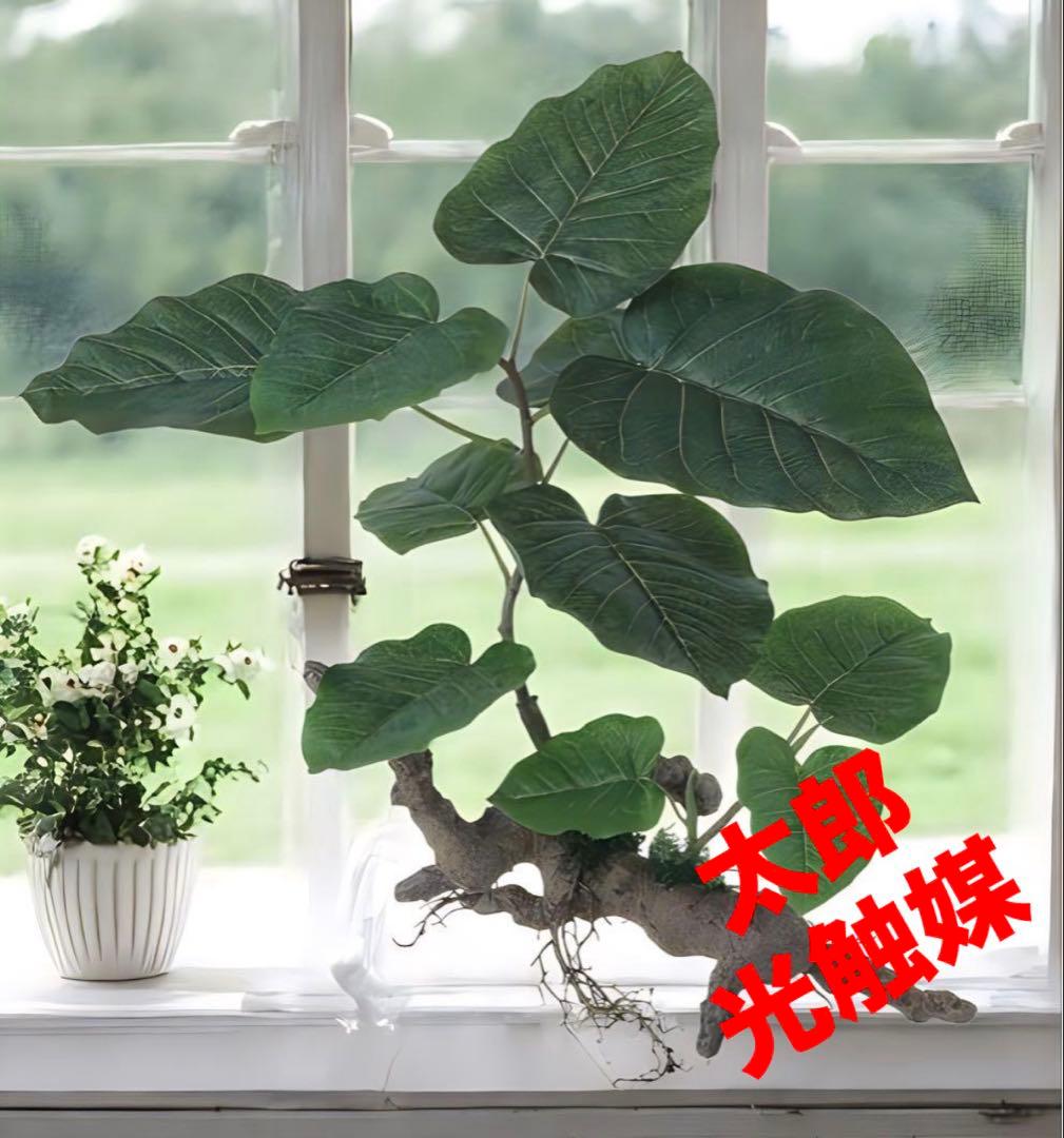 光触媒 人工観葉植物 フェイクグリーン ウンベラータ2本立FST