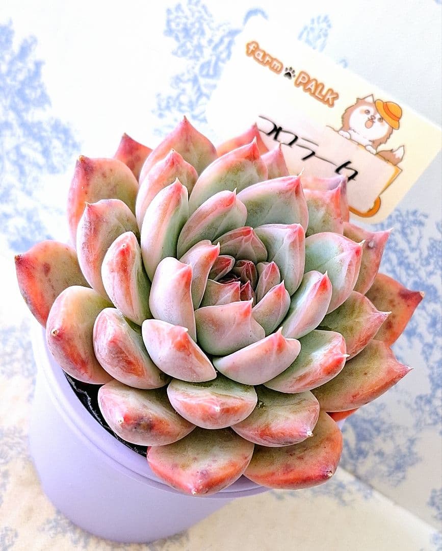 特選コロラータ札付きポットごとメルカリ便ファームパルクさん苗