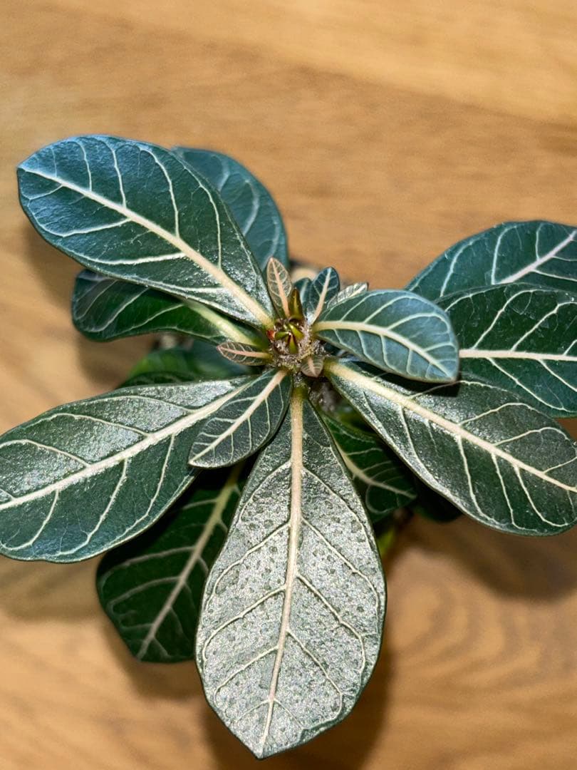 アデニウム・ソコトラナム実生（純血）ホンソコトラナム - メルカリ