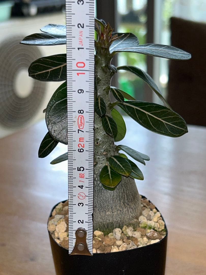 アデニウム・ソコトラナム実生（純血）ホンソコトラナム - メルカリ