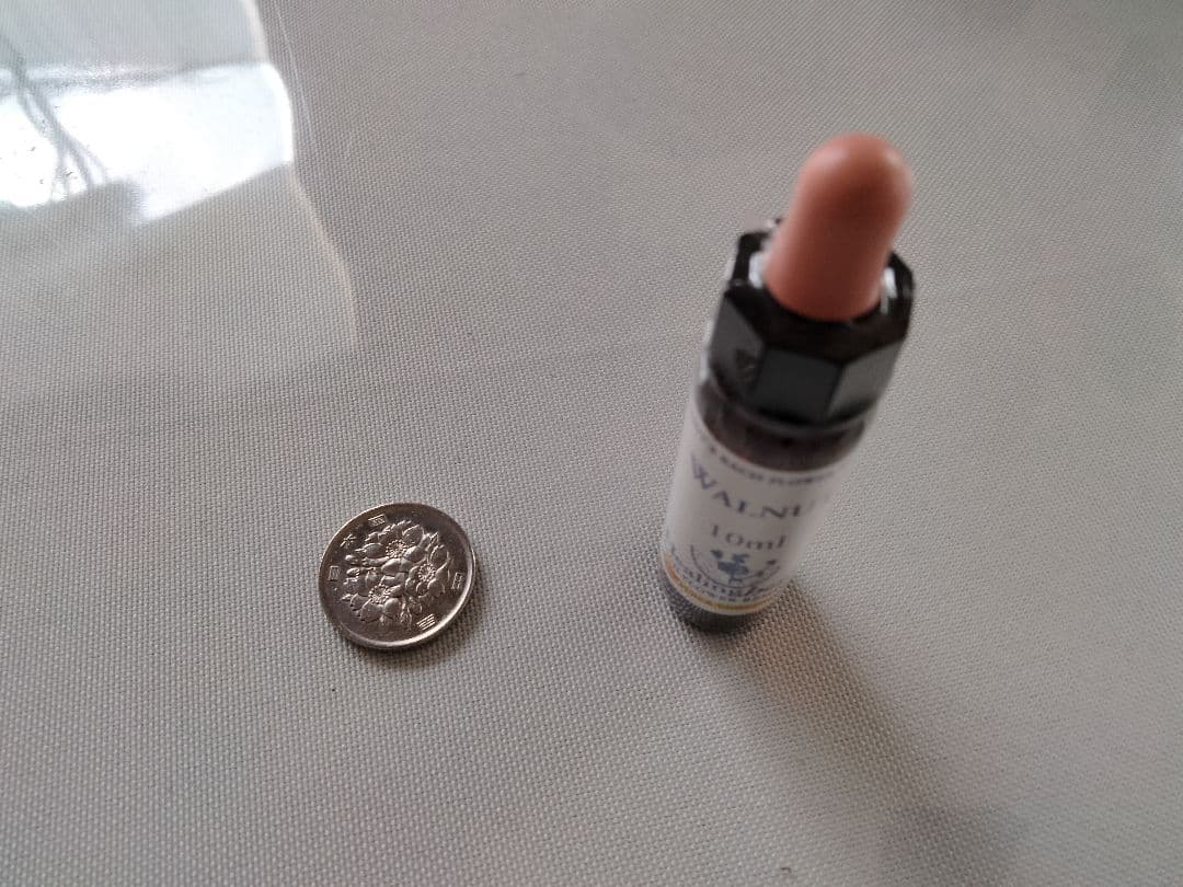 ことり様□ ビーチ ミムラス マスタード スターオブベツレヘム