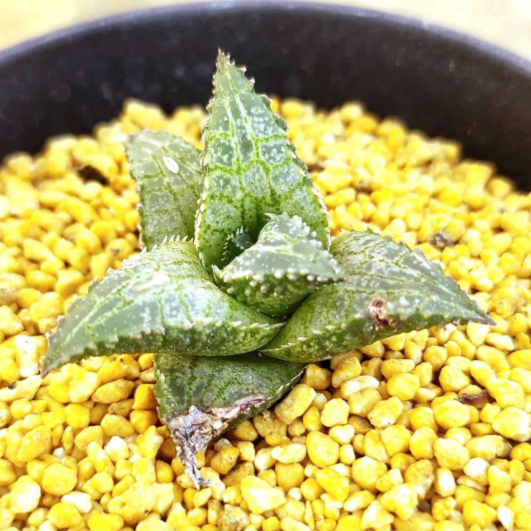 レア白系 吹雪×雷燐大型2 実生 繁殖苗 ② 多肉植物 ハオルチア アロエ