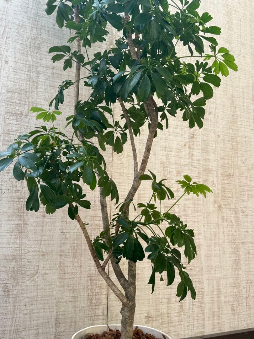 最 安値 でフラワー・ガーデニング - ☆ シェフレラ◦レナータ♪ 158cm