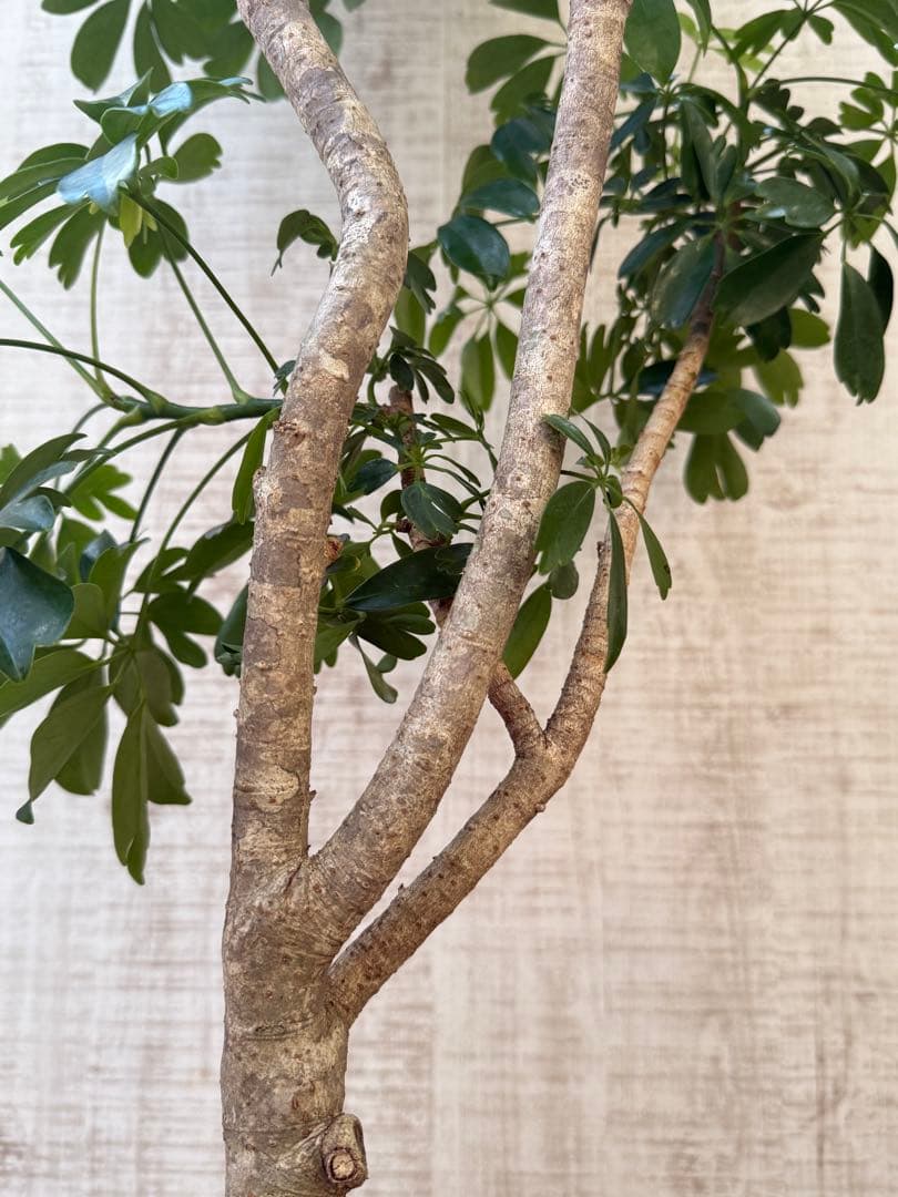 クラシックフラワー・ガーデニング - ☆ シェフレラ◦レナータ♪ 158cm