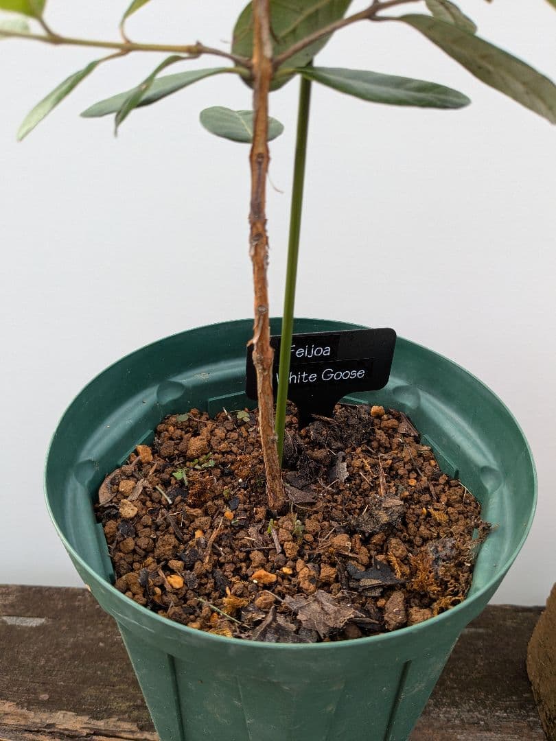 k*y様 フェイジョア ホワイトグース 挿し木苗 - メルカリ