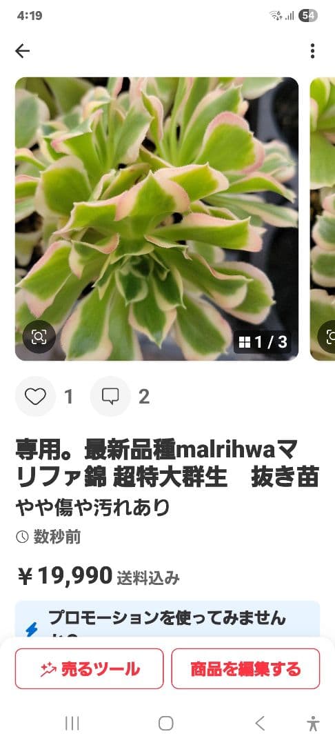 専用。イエローミルクティー錦 大 抜き苗