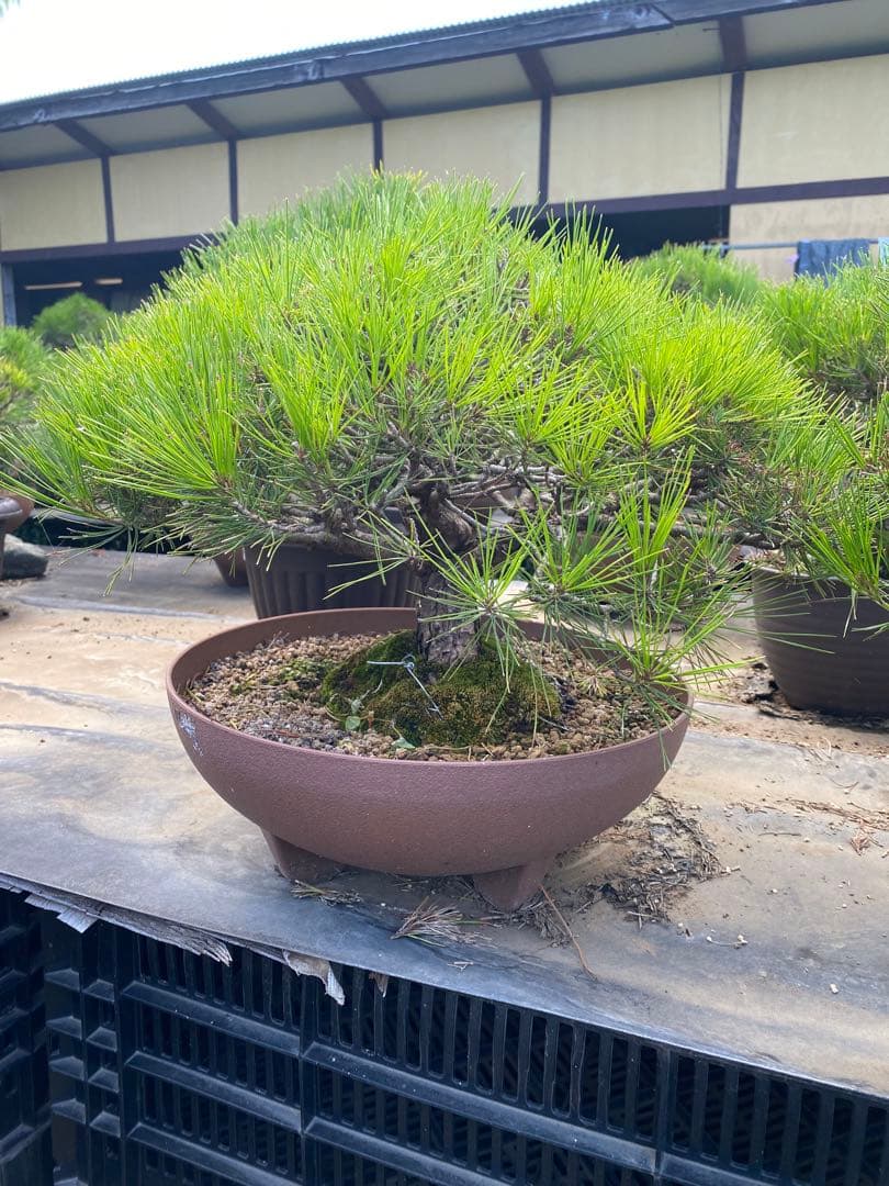 ち*ん様 中型松盆栽 苔付き 陶器鉢　赤松 The BONSAI 栽培セット 赤松 盆栽 栽培キット 松 室内 栽培 園芸