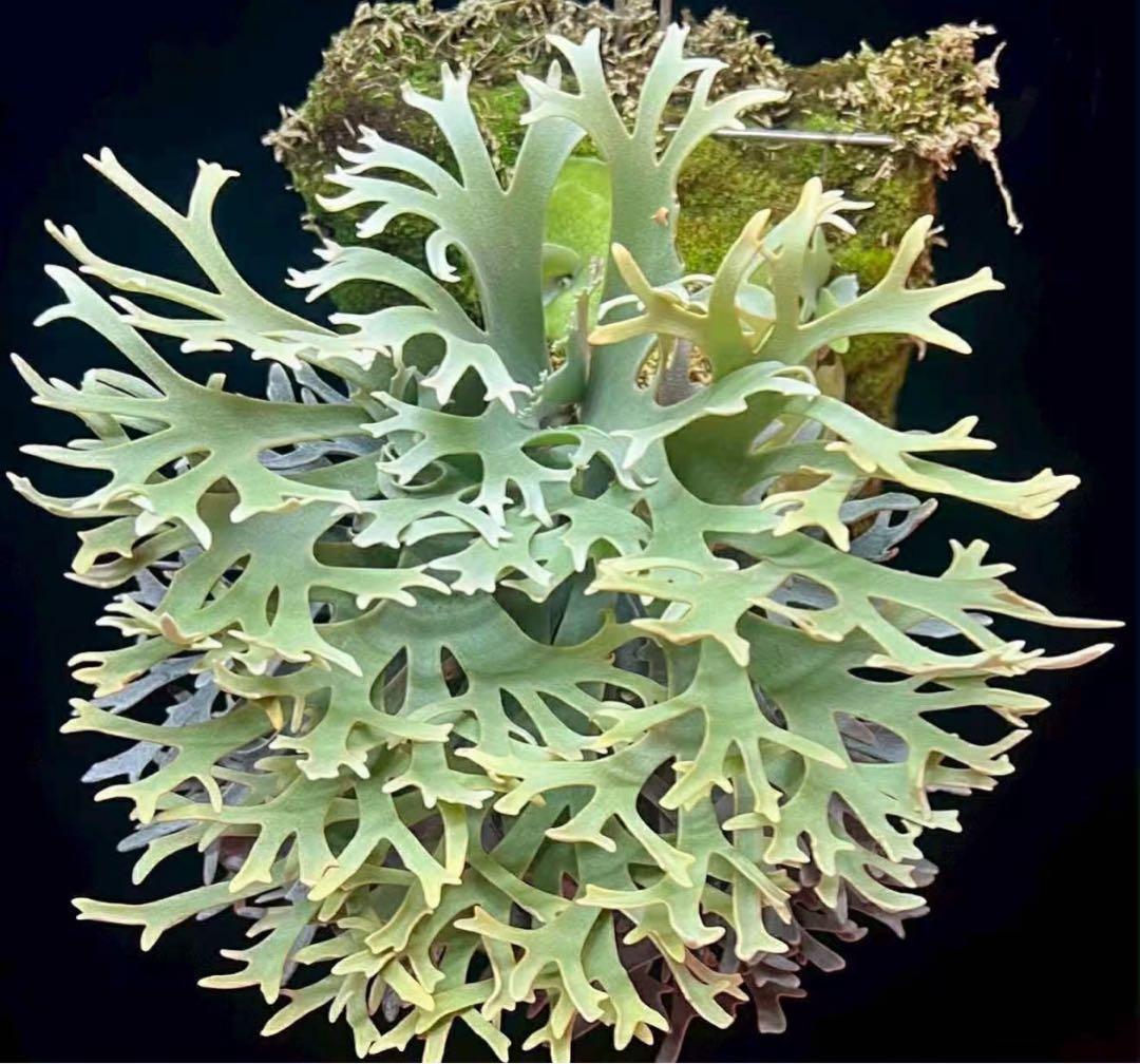 ネ*ト様 P.willinckii Yellow moon dwarf