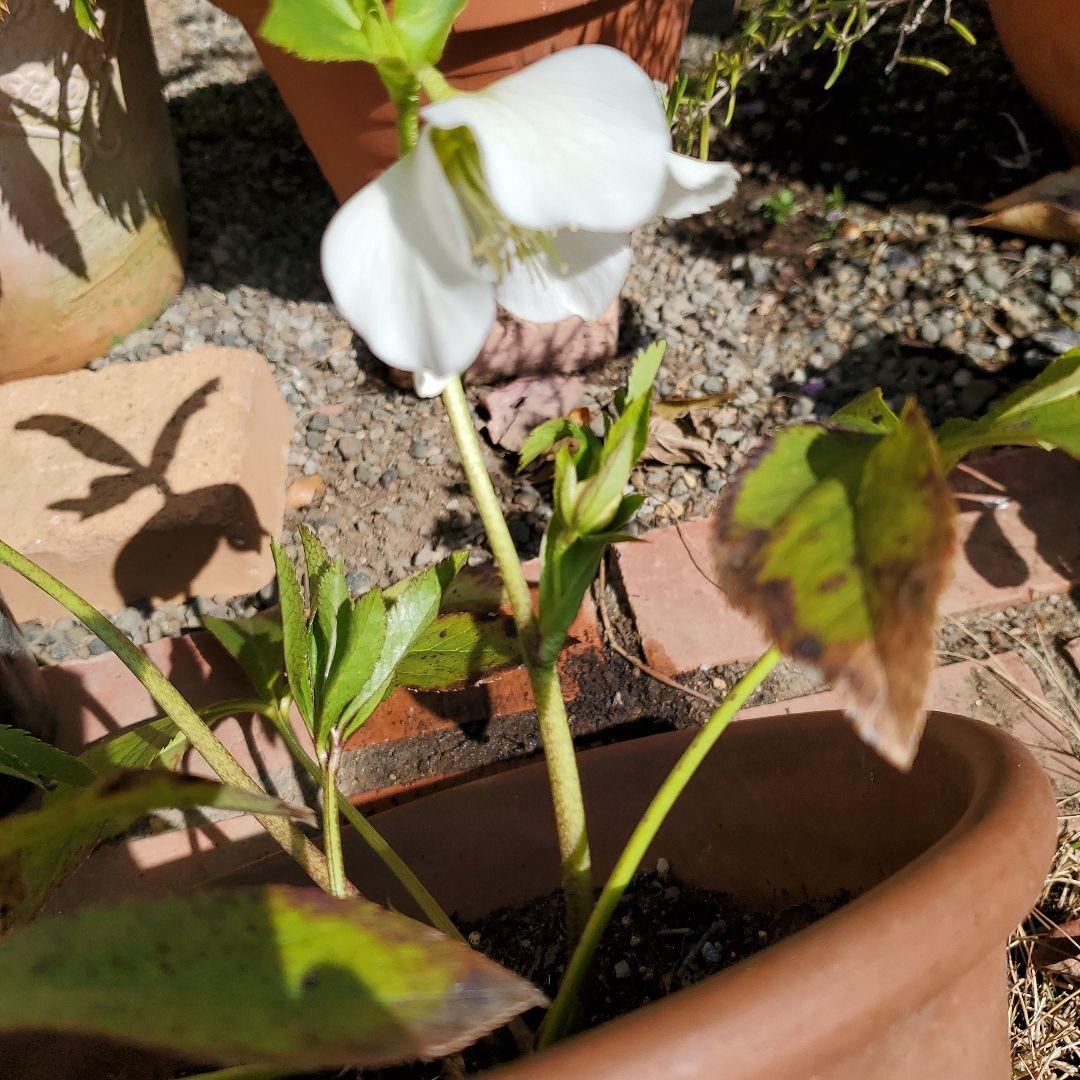 クリスマスローズ花苗 おまけ付き - メルカリ